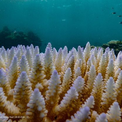 تغير المناخ يدفع لموجة جديدة من "ابيضاض المرجان"