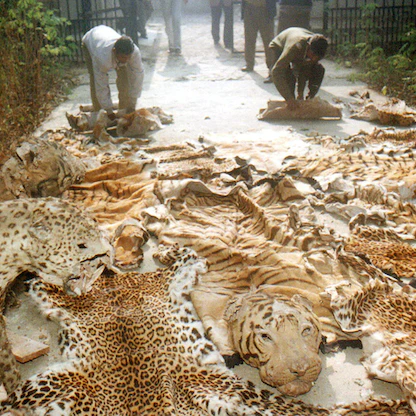 الذكاء الاصطناعي لمكافحة الاتجار بالنمور في اسكتلندا