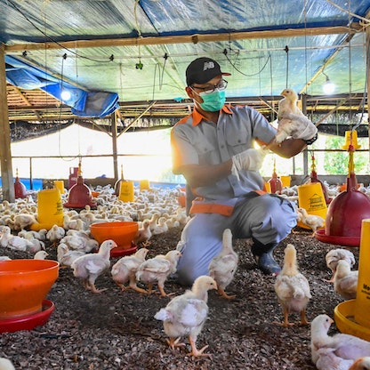 الصين تسجل أول وفاة بإنفلونزا الطيور "H3N8"