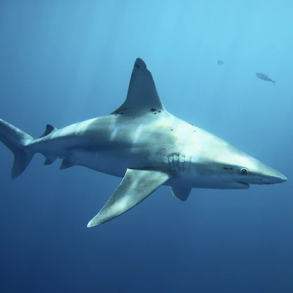 انخفاض عدد هجمات أسماك القرش على البشر