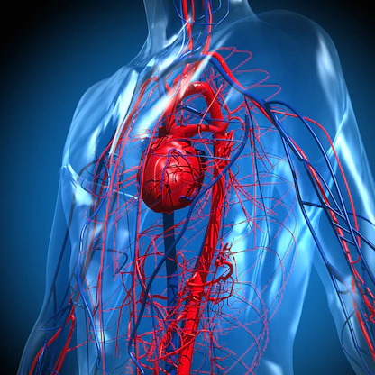 دراسة: قلوب "متعاطي المخدرات" صالحة للزراعة