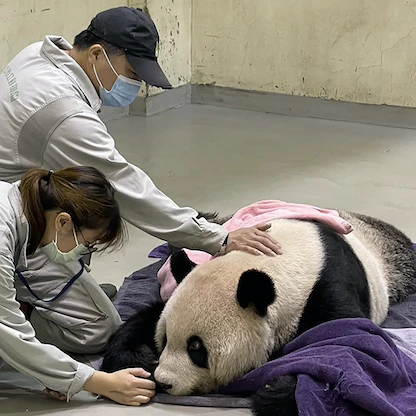 نفوق ذكر الباندا رمز "العلاقات الدافئة" بين الصين وتايوان