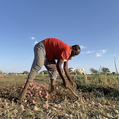 السودان على باب المجاعة.. النزاع يشل الزراعة ويدمر إنتاج الدواجن