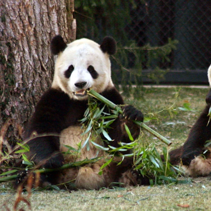 "دبلوماسية الباندا'' تتواصل مع بقاء الدببة الصينية في واشنطن