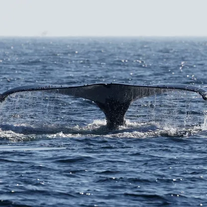 دراسة: ارتفاع حموضة المحيطات يهدد الأمن الغذائي للدول الساحلية