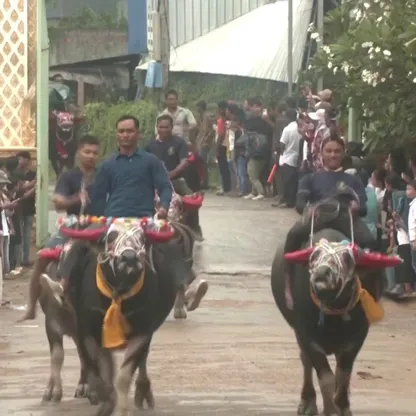 كمبوديا تختتم "مهرجان الموتى" بسباق للجاموس