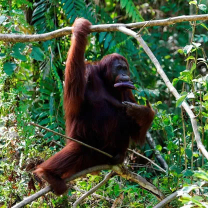 إندونيسيا.. إنسان الغاب في خطر بعد تدمير موئله جراء الفيضانات