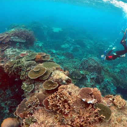 45 دولة تتعهد بـ12 مليار دولار لإنقاذ الشعاب المرجانية