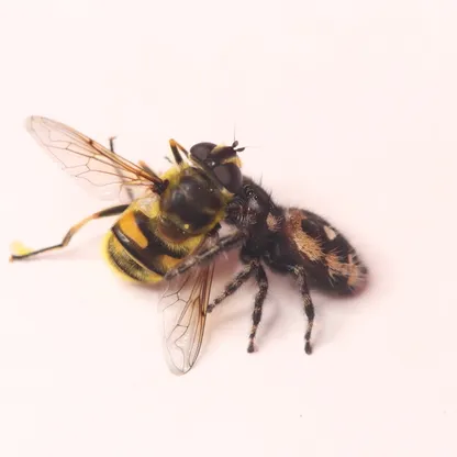 كيف تنجو الحشرات من الافتراس بـ"تقليد ضعيف"؟