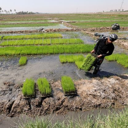 بعد حظر عامين.. العراق يستأنف زراعة الأرز بسلالة جديدة تستهلك مياهاً أقل