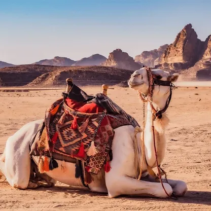 السعودية.. الذكاء الاصطناعي يساهم في رعاية وتربية الإبل