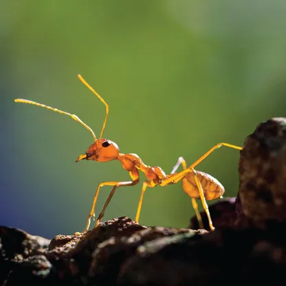 "منهج العلامات".. طريقة جديدة لدراسة وعي الحيوانات مقارنة بالبشر