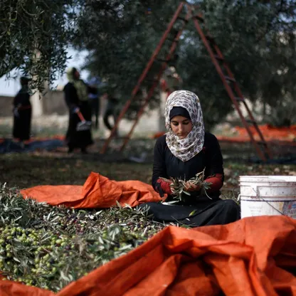 تراجع إنتاج زيت الزيتون في الأردن يرفع الأسعار وسط تحديات مناخية