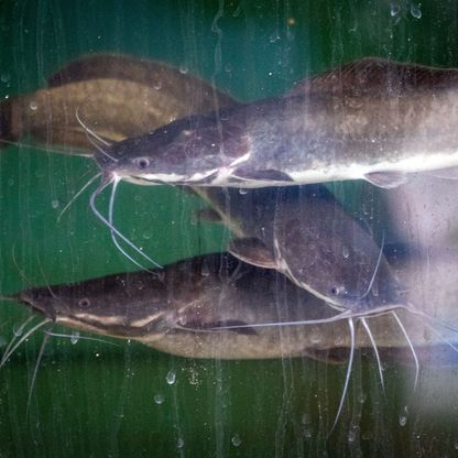 مضاد حيوي محتمل من جلود أسماك السلور لعلاج تقلصات المعدة