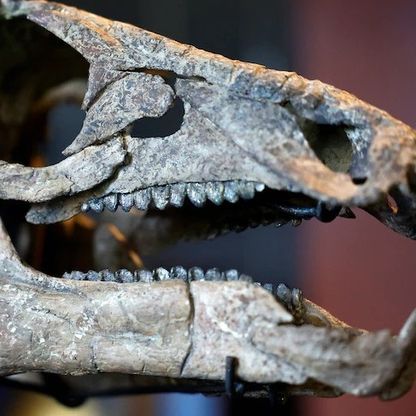 دراسة: شتاء دام 15 عاماً تسبب في انقراض الديناصورات