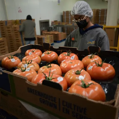 ترمب يخفض الرسوم على لحوم الأبقار والبن والطماطم والموز لضبط الأسعار