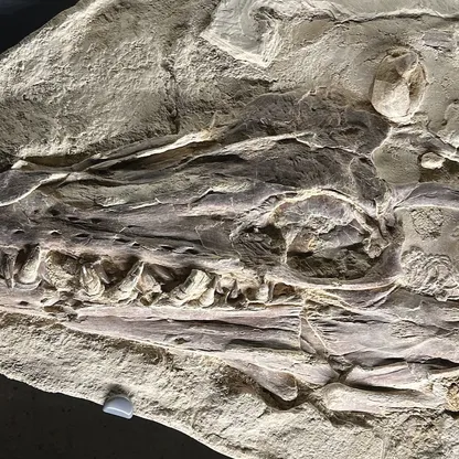 دراسة تحل لغز اختفاء الهيكل العظمي للسحالي والثعابين في سجل الحفريات