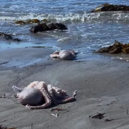 مسؤول: تفشي الطحالب السامة قبالة سواحل جنوب أستراليا "كارثة طبيعية"