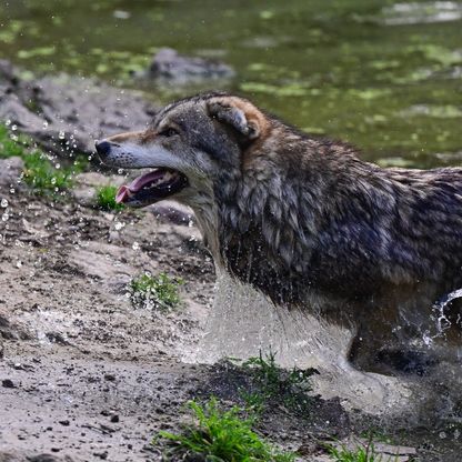علماء يتتبعون أطول رحلة لذئب عبر أوروبا