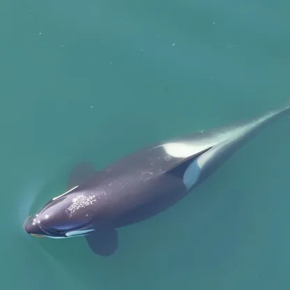 سلوك نادر.. الحيتان القاتلة تستخدم عشب البحر لتنظيف أجسادها