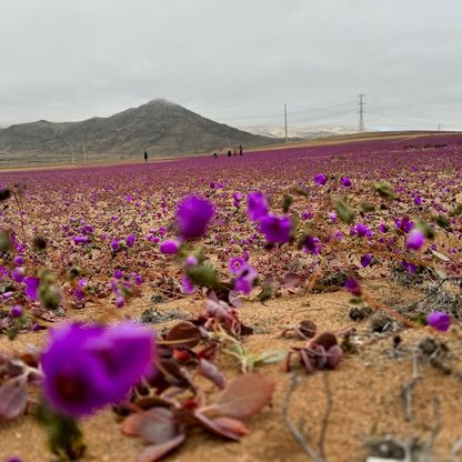 الأمطار الغزيرة تزيد نسبة الغطاء النباتي في الصحراء الكبرى