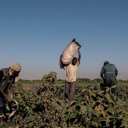 السودان.. الجوع يتفاقم والزراعة في مرمى نيران الحرب