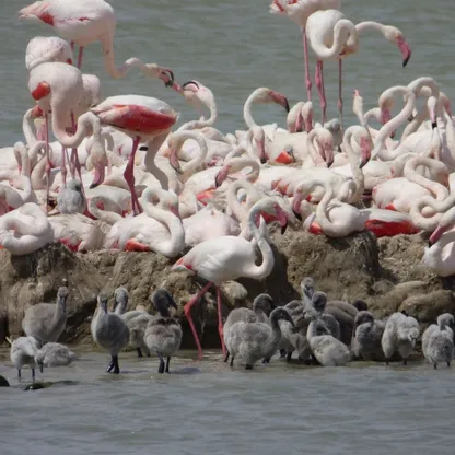 طيور الفلامنجو تكشف سر الشيخوخة البطيئة