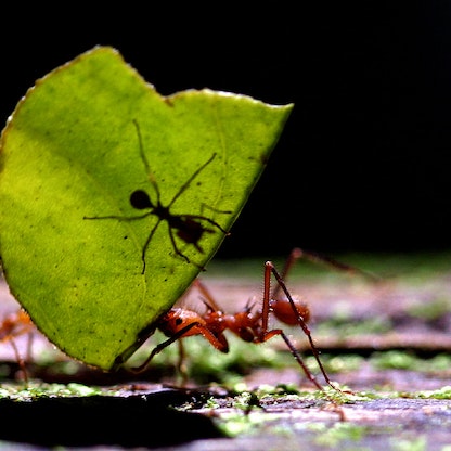 دراسة تكشف عدد النمل على كوكب الأرض