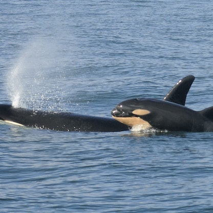 فرنسا.. علماء يستخدمون أصوات الحيتان لإرشاد "أوركا" قاتل إلى المحيط