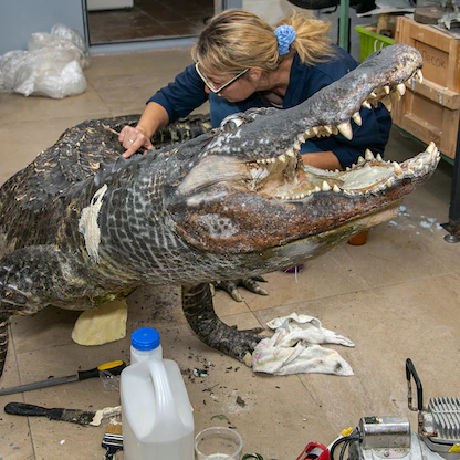 6 أشهر لتحنيطه.. عرض تمساح ناجٍ من قصف برلين في متحف روسي