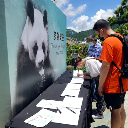 نفوق عميد حيوانات الباندا الموجودة في الأسر "آن آن" عن 35 عاماً