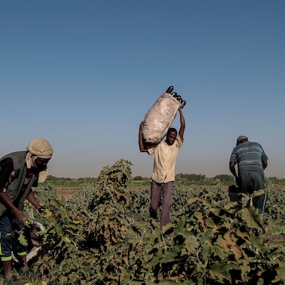 مع استمرار القتال.. تقلص مساحات الزراعة ينذر بمجاعة في السودان
