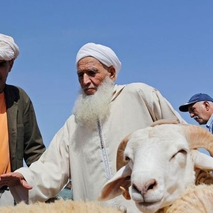 المغرب.. ما التأثيرات الاقتصادية لقرار إلغاء ذبح الأضاحي في العيد؟