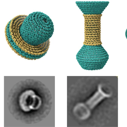 بحجم فيروس كورونا.. تصميم حاويات من الحمض النووي لتوصيل الأدوية