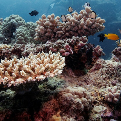 انخفاض عدد "سكان" الشعاب بالحيد المرجاني العظيم في أستراليا