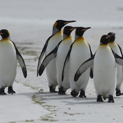 التغير المناخي يهدد "البطريق الملك" بالانقراض