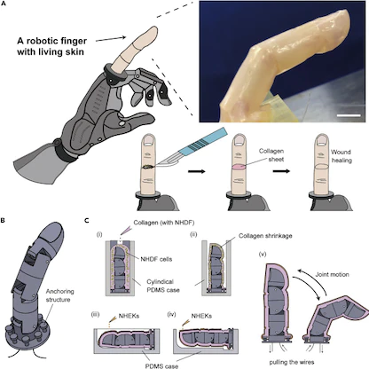علماء يابانيون يبتكرون إصبعاً آلياً يكسوه جلد يُشبه الجلد البشري