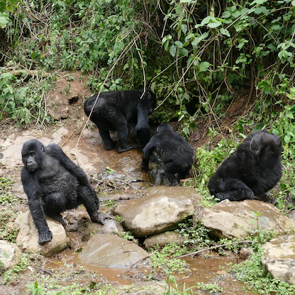 الغوريلا الجبلية المهددة بالانقراض "أكثر عطشاً" بسبب الاحتباس الحراري