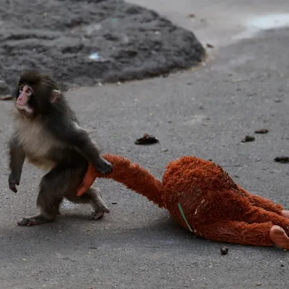 اليابان.. دمية محشوة لإنقاذ قرد في حديقة حيوان تخلت عنه والدته