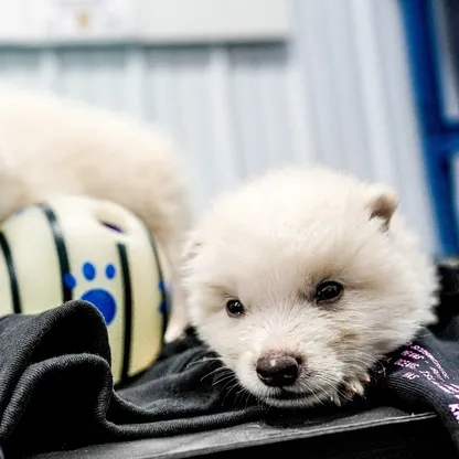 القصة الكاملة وراء عودة "الذئاب الرهيبة" للحياة بعد انقراضها