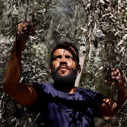 الحرب تدمر البساتين.. سكان غزة يحصدون "بقايا" محصول الزيتون