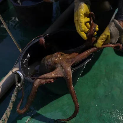 اليونان تبحث عن 500 ألف مصيدة غير قانونية للأخطبوط في قاع البحر