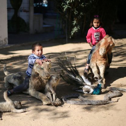 الجوع يقرص الحيوان والإنسان في حديقة حيوانات برفح جنوبي غزة