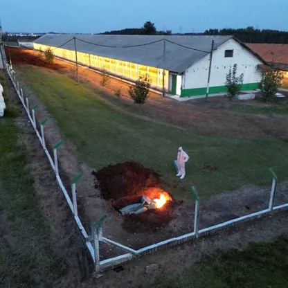 بعد انتشارها في البرازيل.. منظمة دولية تدعو لتطعيم واسع النطاق لدرء خطر إنفلونزا الطيور