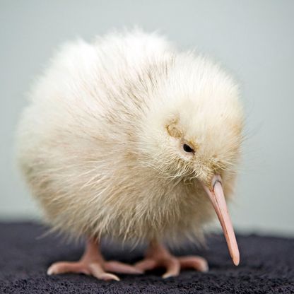 افتتاح أول مستشفى لطيور الكيوي في نيوزيلندا