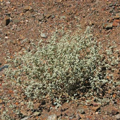 ازدهرت في وادي الموت بكاليفورنيا.. نبتة تتحدى الحرارة تمهد الطريق لثورة زراعية