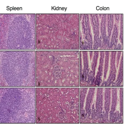 باحثون يطورون "دواء واحد" يقضي على 4 أنواع من السرطان