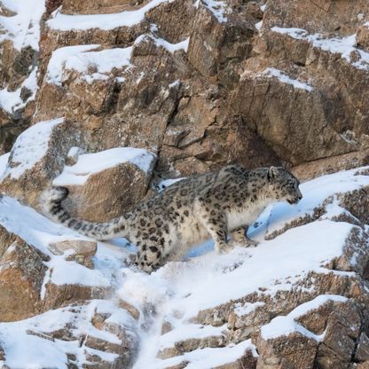 منغوليا.. نمور الثلوج البرية والغزلان في خطر لهذا السبب