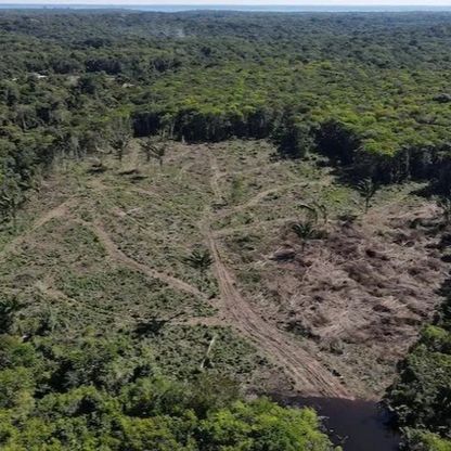 البق القرمزي يحول أشجار الإكوادور إلى حدائق ميتة ويهدد صادرات الموز