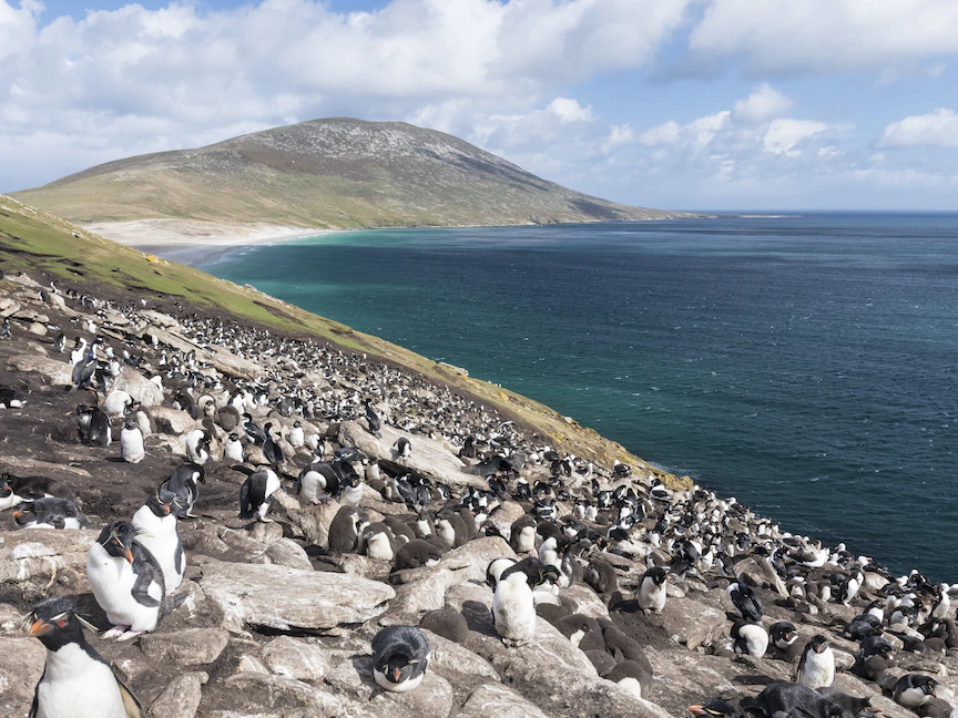 طيور البطريق في إحدى جزر فوكلاند التابعة للتاج البريطاني. 2 نوفمبر 2022 - AFP